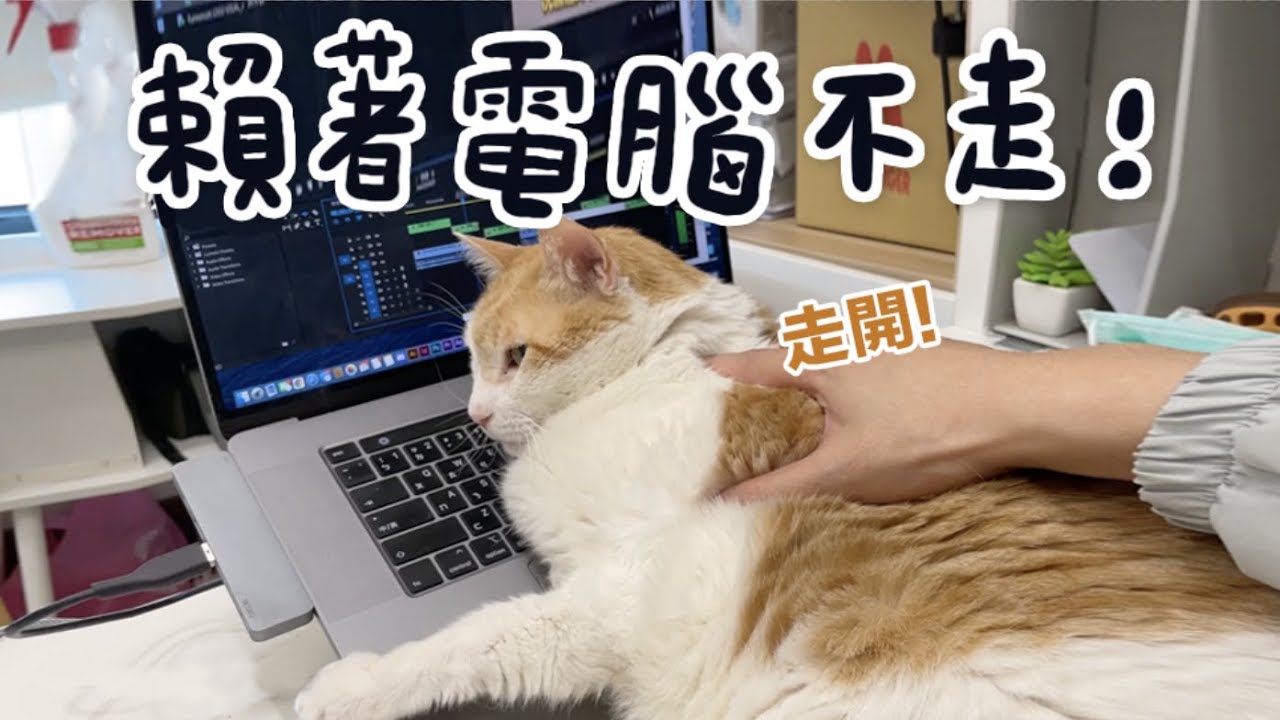 【黃阿瑪的後宮生活】阿瑪賴著電腦不走！還騷擾嚕嚕！
