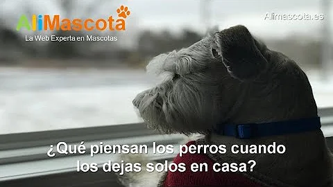 ¿Qué piensan los perros cuando los dejas una semana?