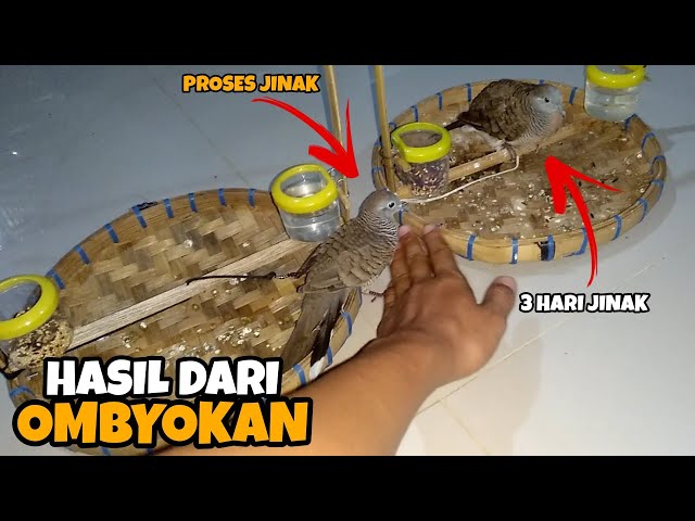 Menjinakkan perkutut ombyokan naik sangkar layang cukup 3 hari langsung jinak | #ANGGUNGAN_PERKUTUT class=