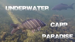 Underwater carp paradise | Podvodní ráj kaprů