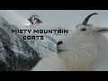 Misty Mountain Goat