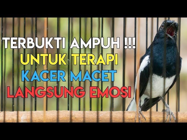 TERBUKTI AMPUH PANCINGAN KACER COCOK UNTUK TERAPI KACER MACET PASTI GACOR EMOSI BONGKAR ISIAN class=