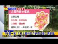 獨家》巴威重創尖石！ 秀巒村水蜜桃「落果慘」估損三成@newsebc