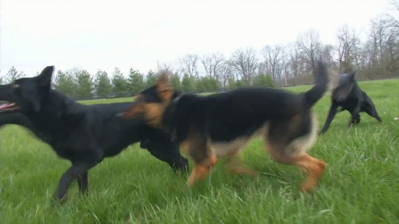 video phone beyonce mp3 Protection Dogs For Sale At Play And Rest Beautiful Dogs Running About Doing Nothing At All