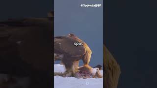 Top 5 Fastest Animal in the world #animalshorts #exploremore #widebody #randomfacts #viral