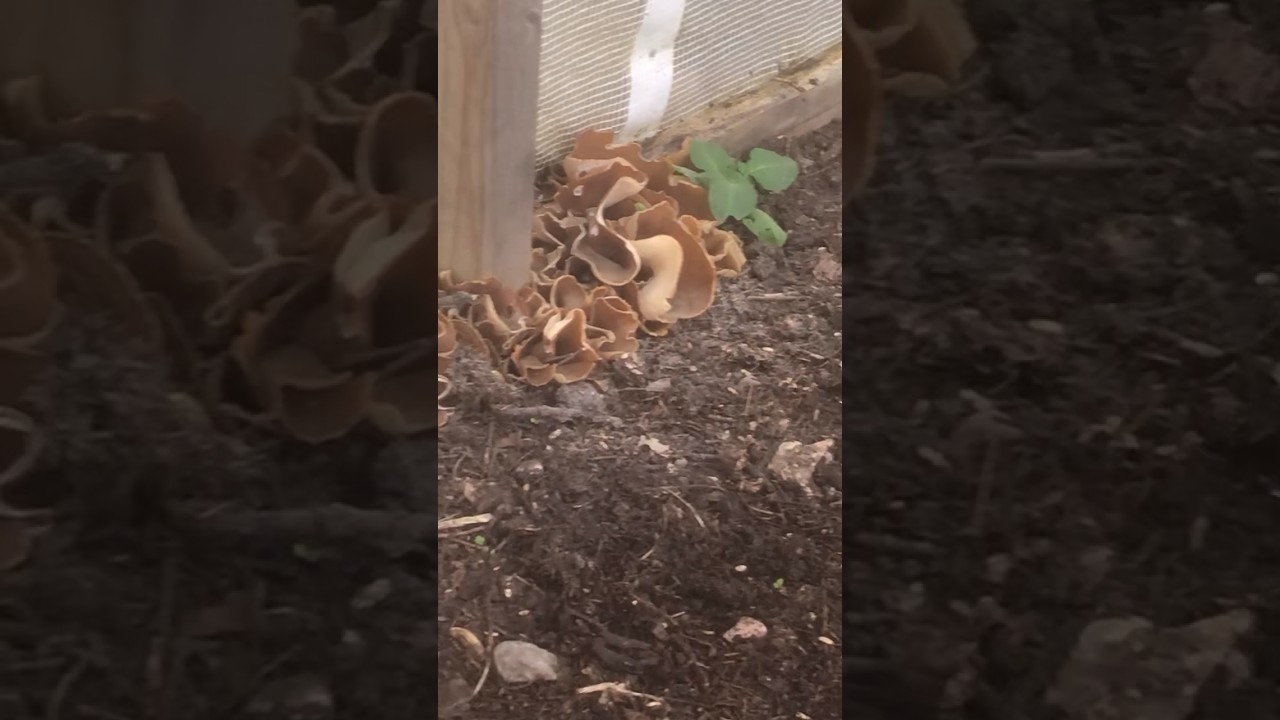 Giant Jew’s Ear Mushrooms growing in the Bonny Prepping Polytunnel 