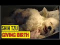 Shih tzu giving birth to 4 puppies at home
