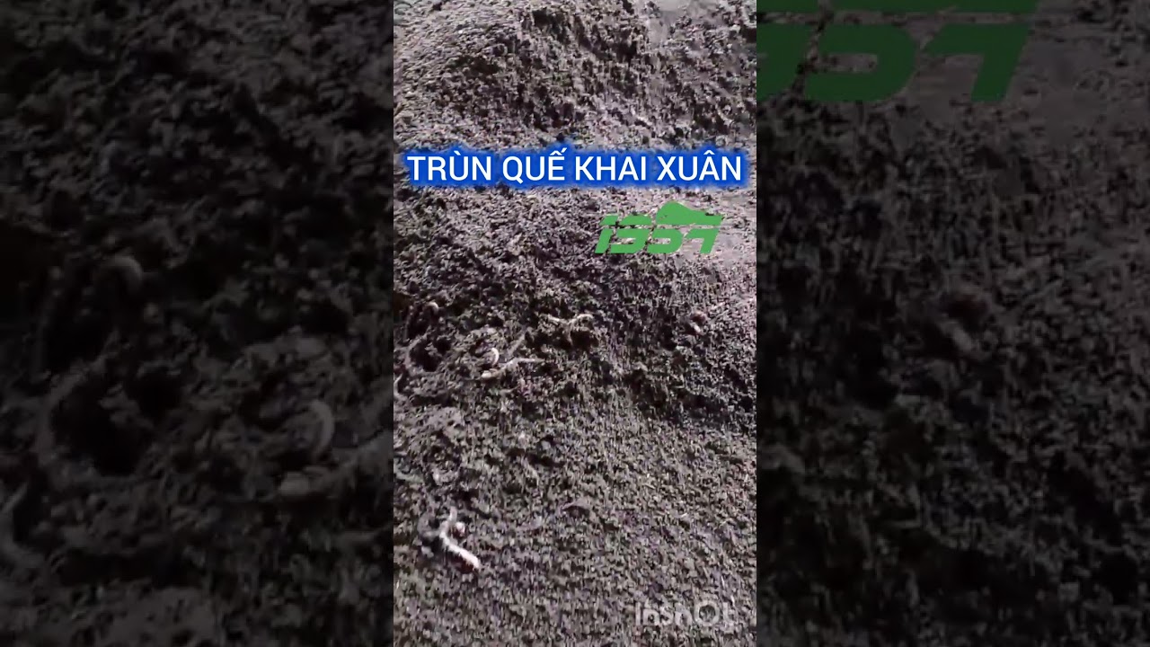 TRANG TRẠI TRÙN QUẾ 1954 KHAI XUÂN (0973$976$291)