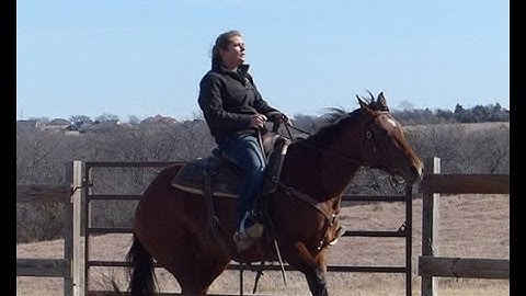 Little Lady Haida    ***For info, price, etc., go to our website*** Valley View Ranch