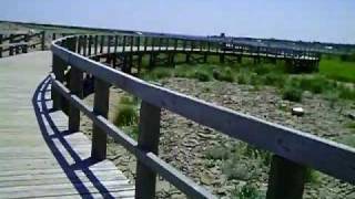 DUNE BOUCTOUCHE  1