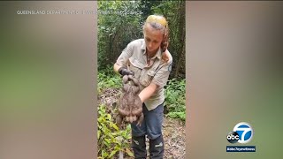 Toadzilla, giant toad found in Australia, may be a record-breaker