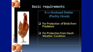 Getting Started With Backyard Poultry Farming Business Basic Requirements