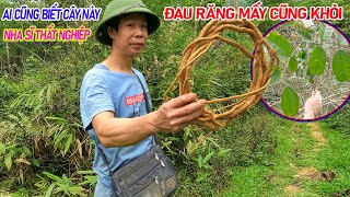 Cây thuốc rất quý sắp thất truyền của người Dân tộc dùng chữa đau răng, viêm lợi, sâu răng