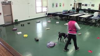 3/10/2024 AKC Scent works - Advanced Containers Meiki’s first Advanced Q