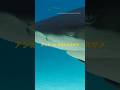 アシカ vs ガラパゴスザメ | ナショジオ