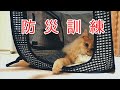 #25 【猫の防災、引っ越し】猫壱のポータブルケージを買ってみた！portable cat cage