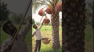 🌴 Khajoor Todne Ka Desi Jugaad! 😱 Aisa Tarika Pehle Nahi Dekha #shorts