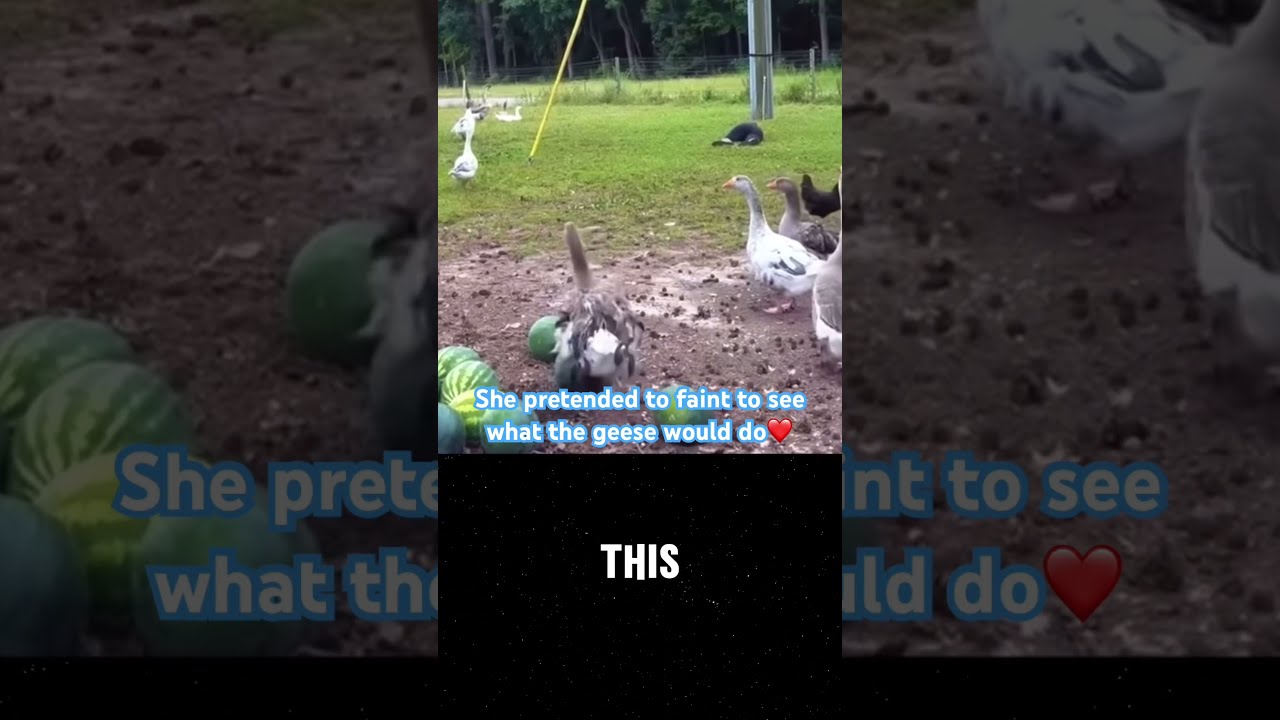 She Pretended To Faint See What The Geese Would Do