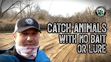 CATCH Animals with NO BAIT or LURE ~ Eye appeal for trapping coyotes and more!