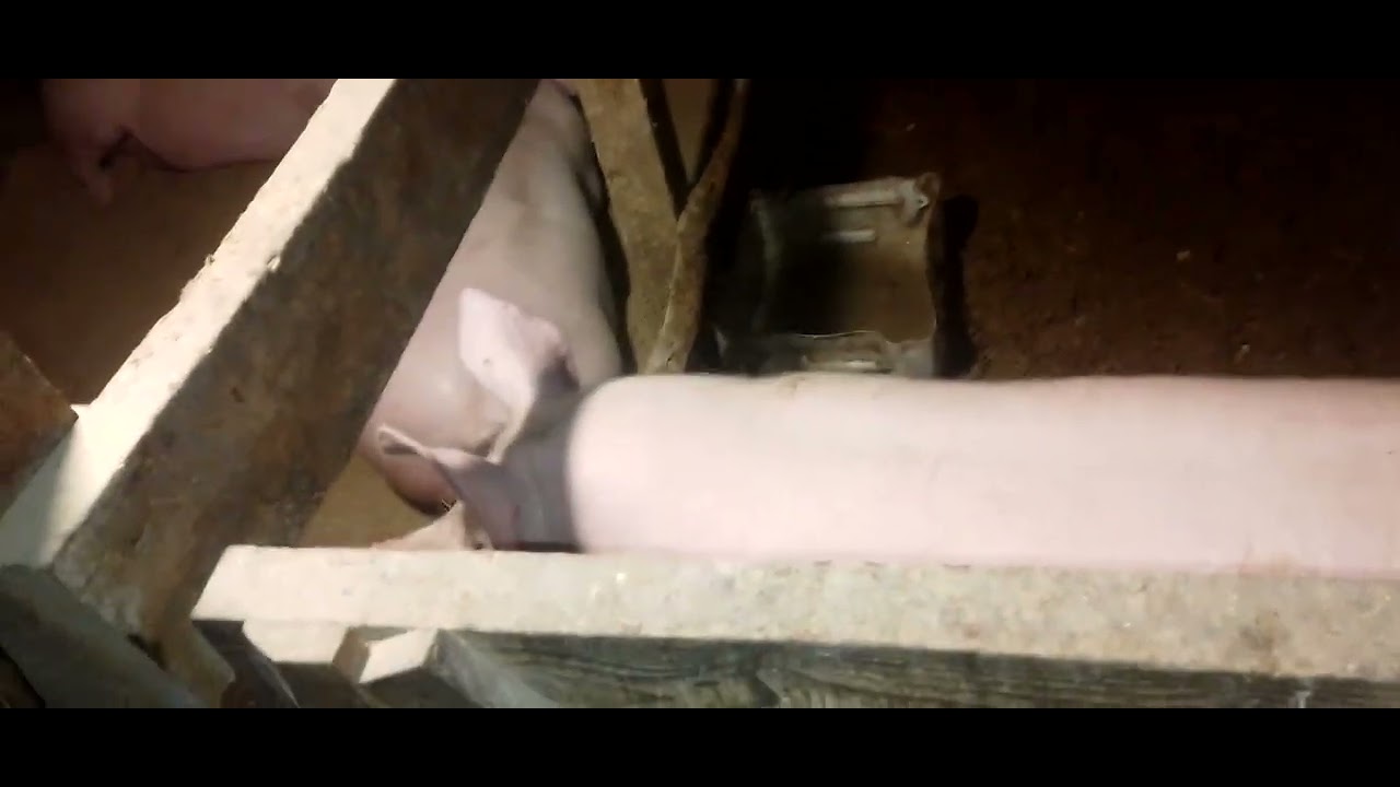 Генетика,и рост