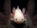What makes the axolotl fascinating?