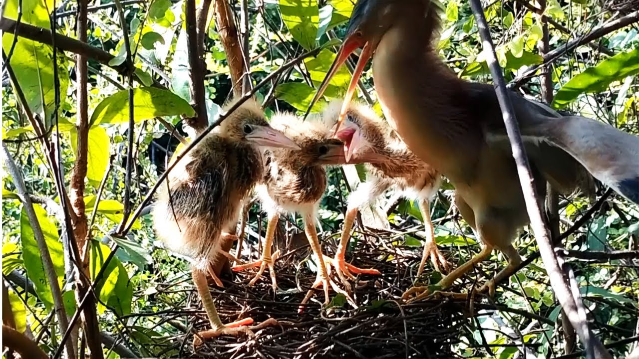 The Mother Bird almost fell from the nest because the children were ...