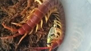 Scolopendra Dehaani