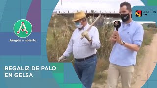 Regaliz de palo en Gelsa