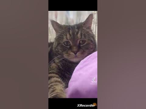 грусный кот - YouTube