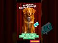 Pup Stand-Up Comedy Shorts 🎤🤣 - EP12 #jokes #dog #funny #shorts #laugh #comedy