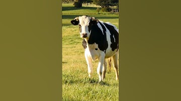 Learn About Cows and Their Fun Facts for Kids | Educational Animal Video for Toddlers