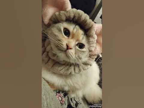 Кошка в шапочке/ Роскошная жизнь такова и больше никакова))) - YouTube
