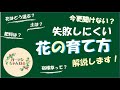 まずはここから！普通の花の育て方解説