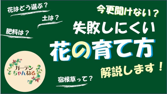 まずはここから 普通の花の育て方解説 Youtube まずはここから 普通の花の育て方解説 Youtube
