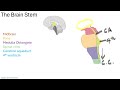 Brain Stem   Medulla Oblongata 24