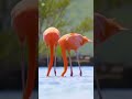 #birds #animals #beautyofnature #cute #viral #foryoupage #youtubeshorts