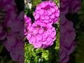 Beautiful natural 🌸🌺flowers #natureflowers