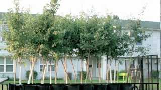 2012 Arbor Day Awards—Award for Excellence in Volunteer Management: RNeighborwoods