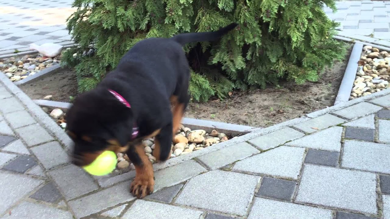 Sergeant - 10 week old Rottweiler puppy for sale - YouTube