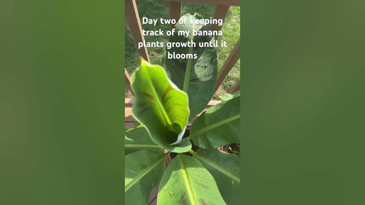 Day two of keeping track of my banana plants growth until it blooms YouTube