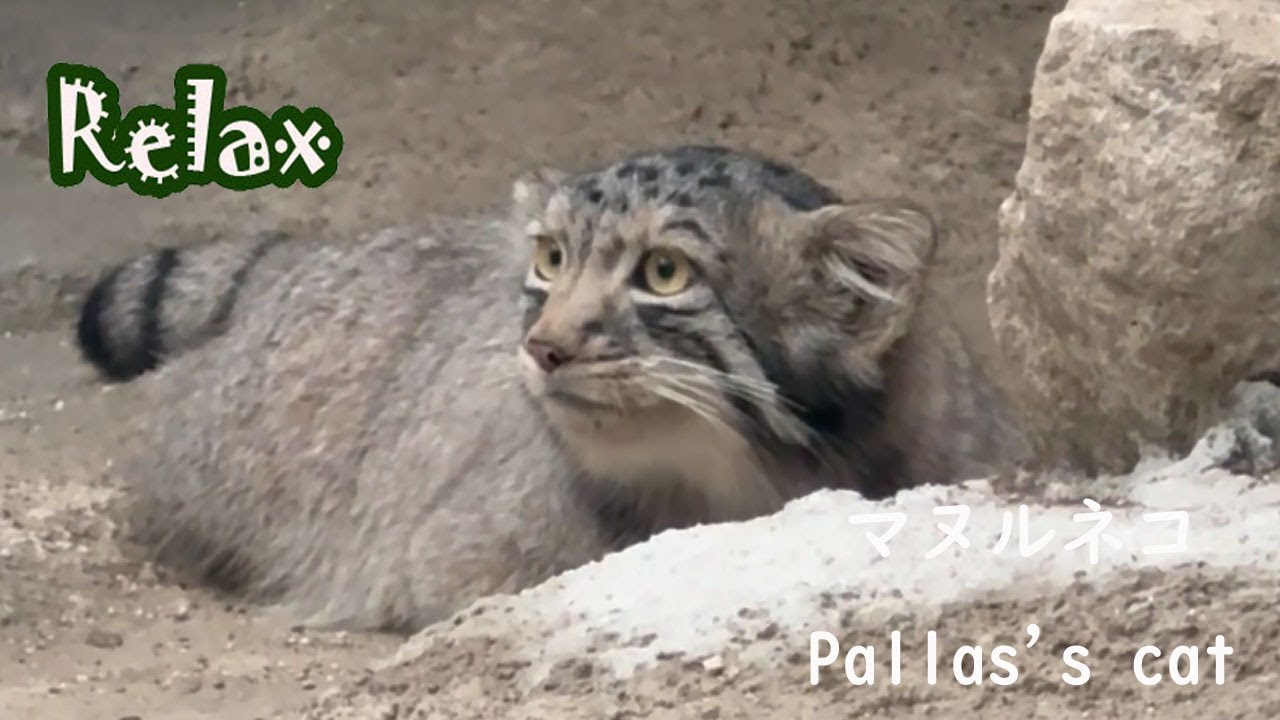 世界最古の猫、マヌルネコの子供が可愛い　cute Pallas's cat baby