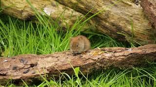 mouse-rodent-mulot-wild-field-mice, free stock footage