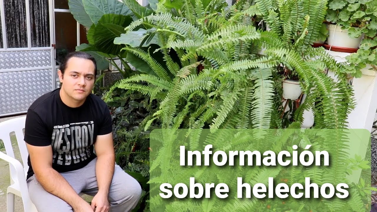 Helechos cuidado y reproduccion