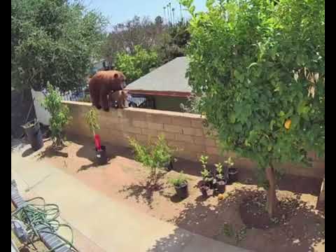 Woman defends her dog from a huge bear in California