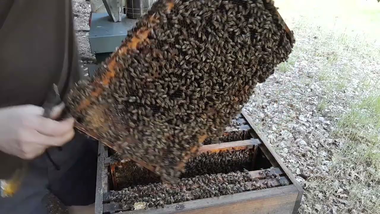 Langstroth Jumbo akutní rozšíření a jedno stísněné včelstvo těsně před vyrojením..