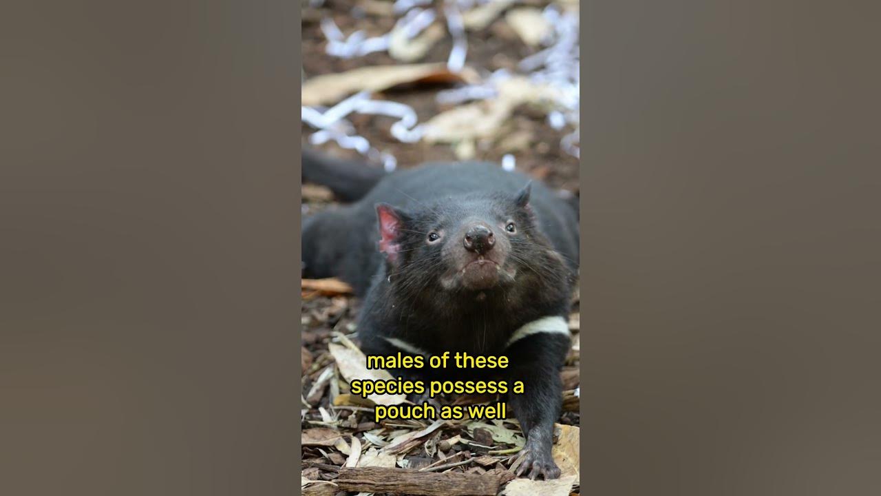Do male marsupials have a pouch? - YouTube