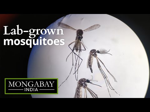 Special mosquitoes to battle dengue worldwide