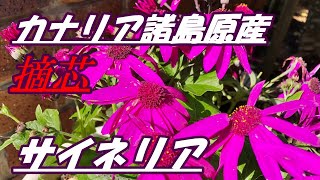 【花】サイネリアの育て方・摘芯