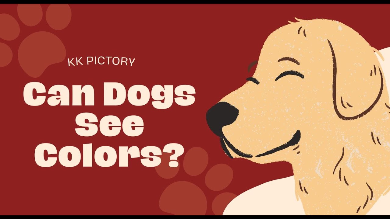 Can Dogs See Colors dog colors dogs YouTube can-dogs-see-colors-dog-colors-dogs-youtube