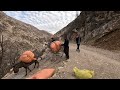 nomadic family brought fodder for their sheep with a donkey.